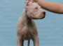 dogo41784408307