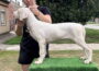 dogo61784408310