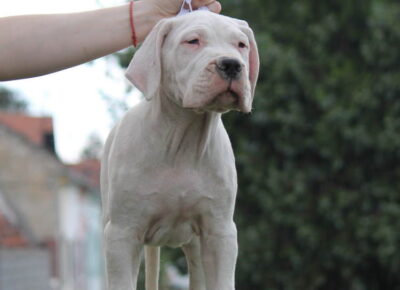 dogo71784408309