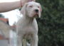 dogo71784408309