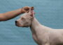 dogo81784408311