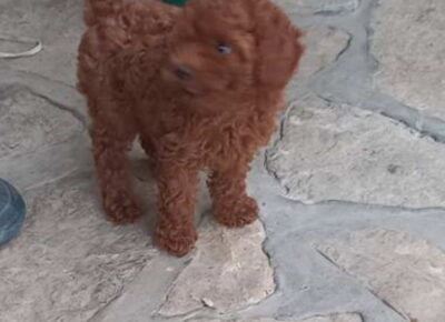mamula61784107059
