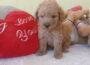 sanela61786903113